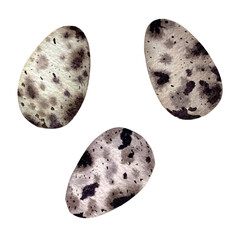 Vector freehand watercolor set of cute quail Easter eggs in soft pastel tones. Delicate, speckled, and isolated on a white background. Perfect for designs and prints. Hand drawn egg