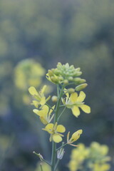 Sunny field of yellow flowers in full bloom