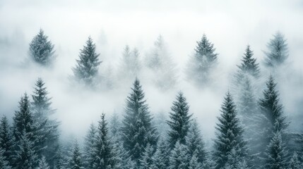 Foggy winter mountain forest aerial view, snowy trees