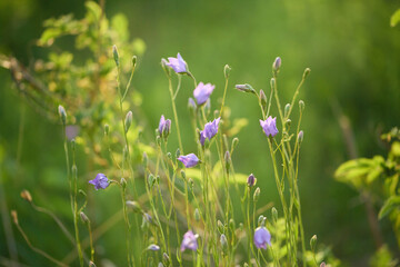 Close-Up of Purple Wildflowers in Meadow