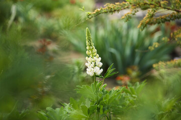 Single white lupine flower in lush garden