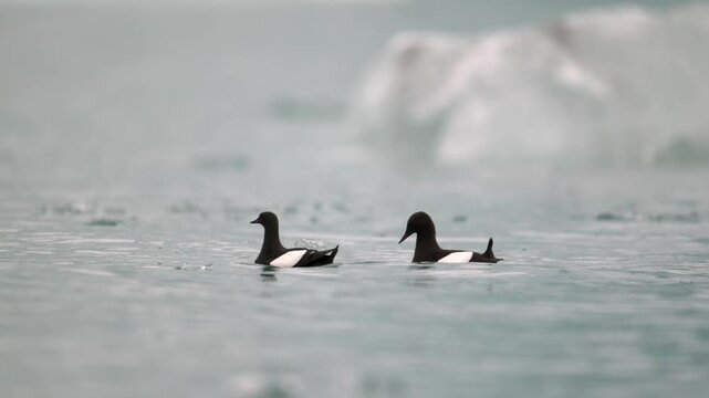 Two Black Guillemots fishing in the the Arctic ocean