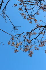 tree branches against blue sky