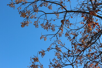 tree branches against blue sky