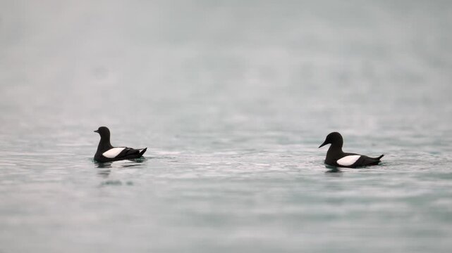Two Black Guillemots fishing in the the Arctic ocean