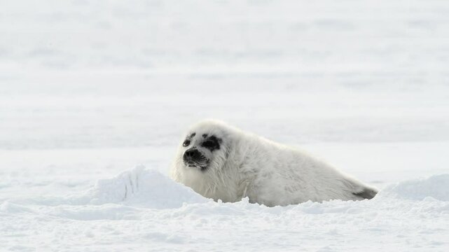 Har Seal Pup with white fur coat resting in the arctic snow, Close up shot