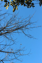 tree branches against blue sky