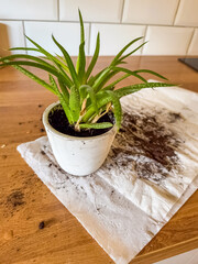 Aloe vera plant in white pot, repotting mess with soil on paper towel. High quality photo