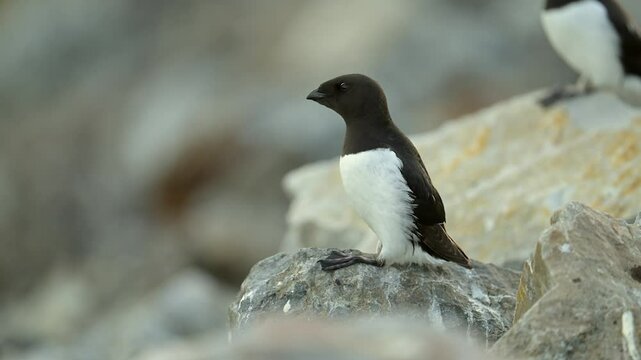 Razorbill with distinctive black and white plumage scanning the ground from an Arctic circle cliff