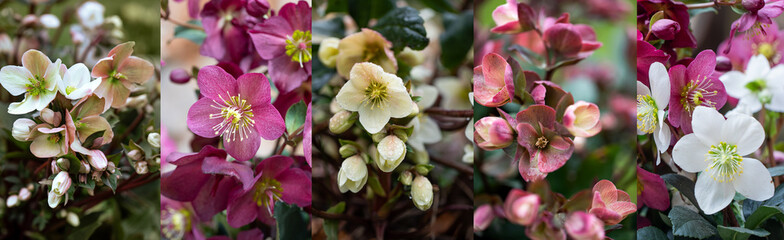 ciemierniki w różnych kolorach, różowy, kremowy, Helleborus	