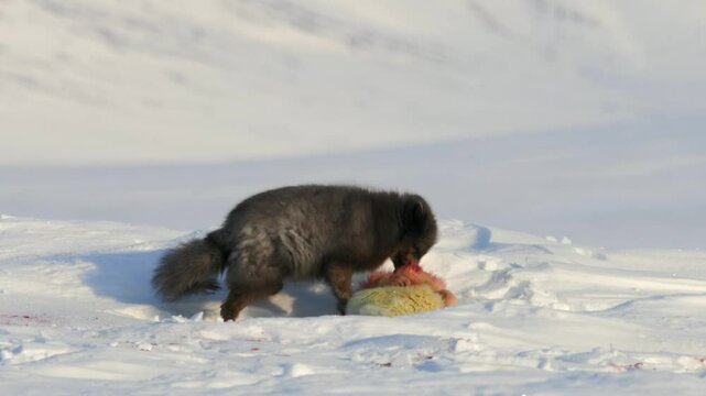 Rare Arctic Blue Fox eating a Ring Seal cub in the Arctic, Blue fox is a rare arctic fox that did not shed his fur into white fur