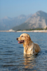 Golden retriever standing in the sea. Dog smile.