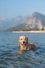 Happy golden retriever standing in the sea and looking forward. Dog smile.