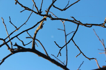 tree branches against blue sky