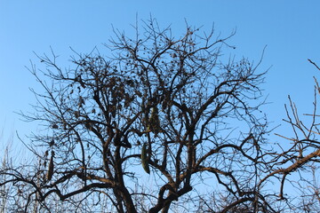 tree branches against blue sky