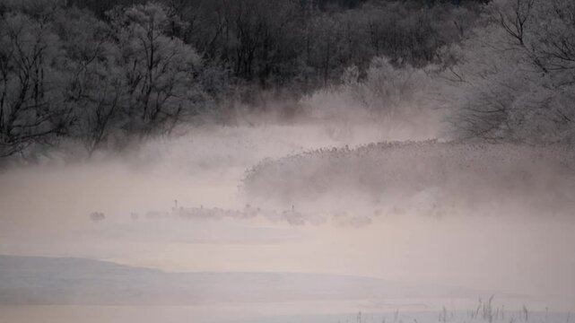 Snow Geese resting in snowy Hokkaido, with thick mist, Japan