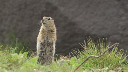 Ground squirrel Prairie dog eating seeds and grass in Kamchatka 