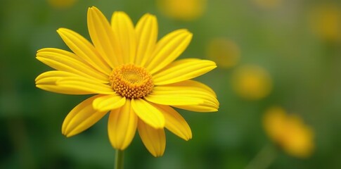 A bundle of freshly cut yellow rudbeckia stems, Meadow Flowers, Floral Arrangement
