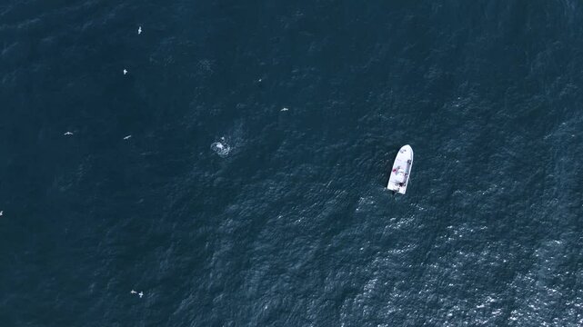 Small fishing boat navigating Cedros Island&rsquo;s ocean waters peaceful maritime scene with seagulls gathering over active ocean waters