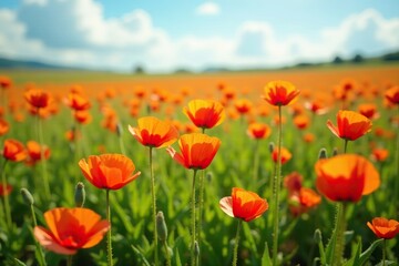 A carpet of colorful poppies in a meadow field, Field, Orange, Yellow