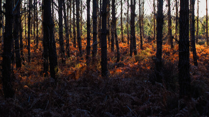 Forêt des Landes de Gascogne, pendant le coucher du soleil