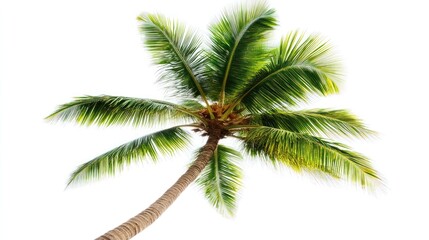 Tropical palm tree, sunny sky background, vacation