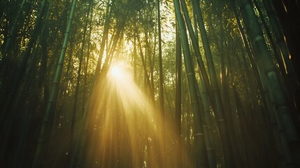Obraz premium Natural background of a dense bamboo forest with sunlight streaming through the tall stalks, green and golden tones