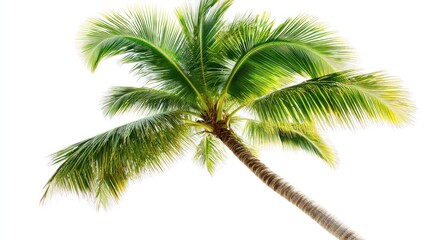 Lush Coconut Palm Tree, Tropical Island, Sunny Sky, Vacation Paradise