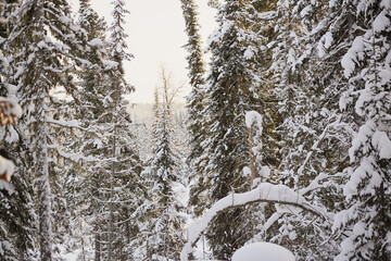 Snowy Evergreen Forest in Winter Light