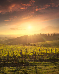 Naklejka premium Montalcino vineyards at sunset. Tuscany region, Italy