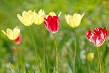 Red and Yellow Tulips Blooming in Spring Meadow