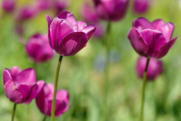 Close-up of vibrant purple tulips in bloom