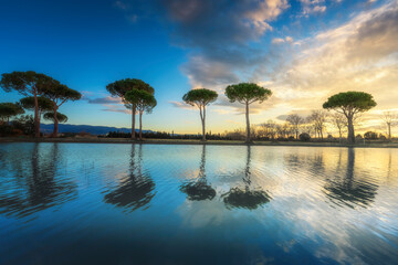 Pine trees and a small pond in the countryside of Castagneto Carducci in Maremma. Tuscany, Italy