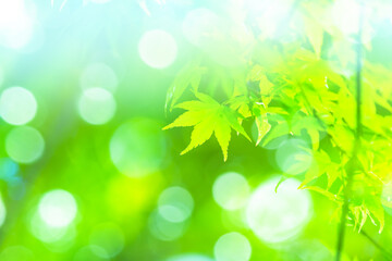 Fototapeta premium 新緑の木と光