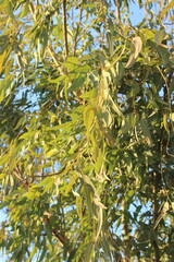 Green leaves on a tree branch reach towards the blue summer sky