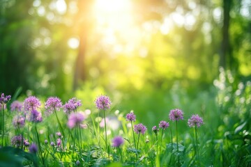Fototapeta premium Sunlit meadow wildflowers, vibrant green forest background; spring nature scene for website or calendar