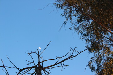 Tall trees reaching into the sky with branches against a bright blue background