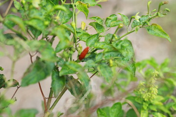 A close-up shot of a red chili pepper growing on the plant, surrounded by green leaves with a soft bokeh background. Perfect for use in food-related content, gardening themes, agriculture, and organic