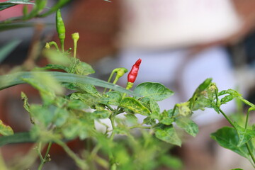 A close-up shot of a red chili pepper growing on the plant, surrounded by green leaves with a soft bokeh background. Perfect for use in food-related content, gardening themes, agriculture, and organic