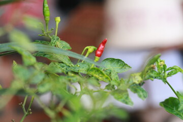 A close-up shot of a red chili pepper growing on the plant, surrounded by green leaves with a soft bokeh background. Perfect for use in food-related content, gardening themes, agriculture, and organic