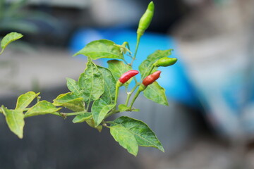 A close-up shot of a red chili pepper growing on the plant, surrounded by green leaves with a soft bokeh background. Perfect for use in food-related content, gardening themes, agriculture, and organic