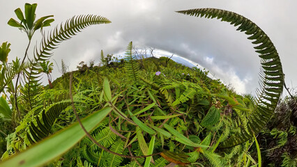 On the way to the Waihee hike trail and the best view to the green landscape fern