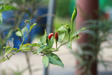 A close-up shot of a red chili pepper growing on the plant, surrounded by green leaves with a soft bokeh background. Perfect for use in food-related content, gardening themes, agriculture, and organic