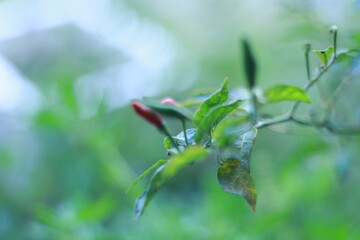 A close-up shot of a red chili pepper growing on the plant, surrounded by green leaves with a soft bokeh background. Perfect for use in food-related content, gardening themes, agriculture, and organic