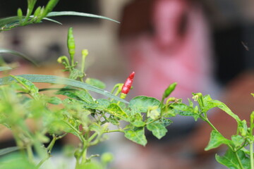 A close-up shot of a red chili pepper growing on the plant, surrounded by green leaves with a soft bokeh background. Perfect for use in food-related content, gardening themes, agriculture, and organic
