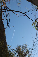 Tall trees reaching into the sky with branches against a bright blue background