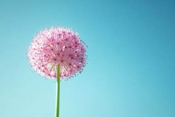 Pink Allium flower against blue sky. Spring bloom, nature background, card design