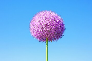 Purple allium flower against blue sky; garden bloom