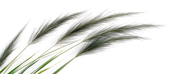 Obraz premium Elegant green and black plumed Phragmites plant showcases delicate botanical sprays positioned diagonally on a clean white background.