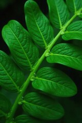 Deep green fronds, prominent midrib, fine detail , green, close up, high resolution